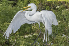 whie egret 